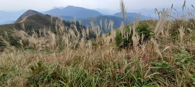 IMG_20201114_23533.jpg