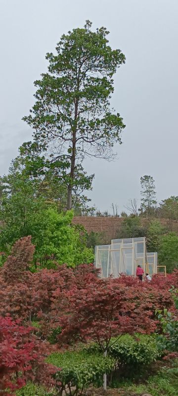 IMG_20250421_45288.jpg