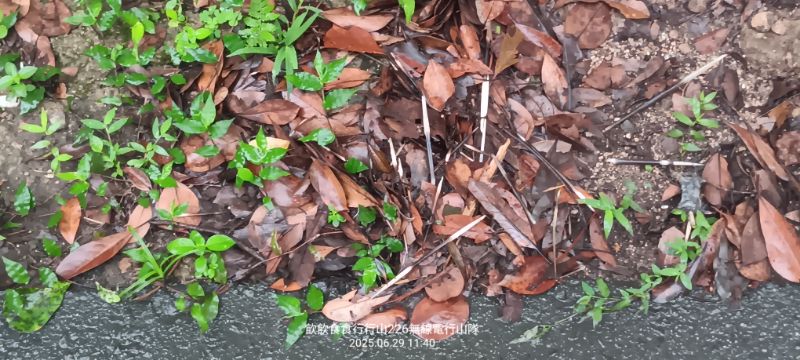 IMG_20250629_38706.jpg