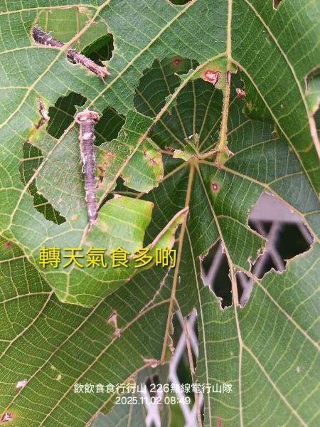 IMG_20251107_14457.jpg