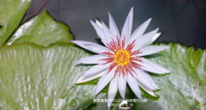 IMG_20260725_34208.jpg