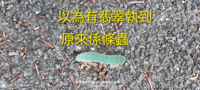 IMG_20261021_56417.jpg