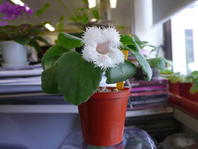 P1070122.JPG
