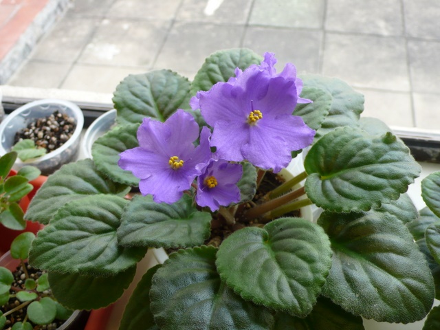 P1070167.JPG