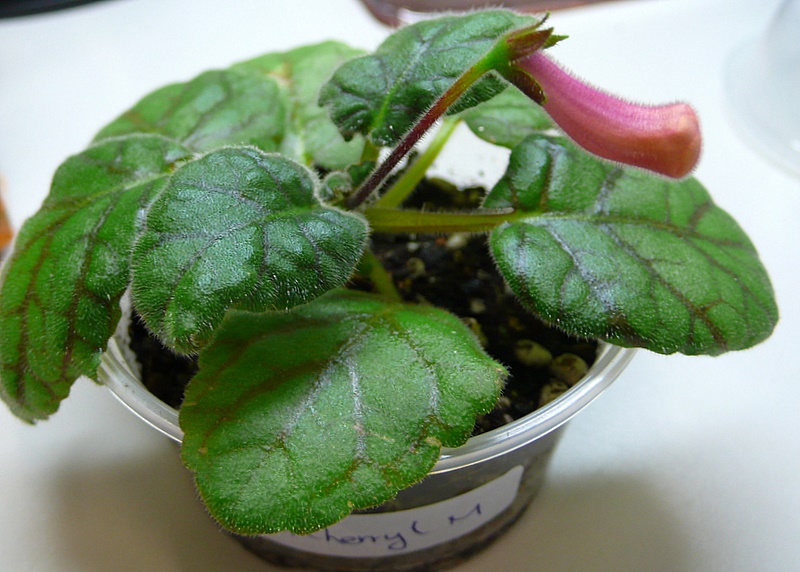 P1070220.JPG