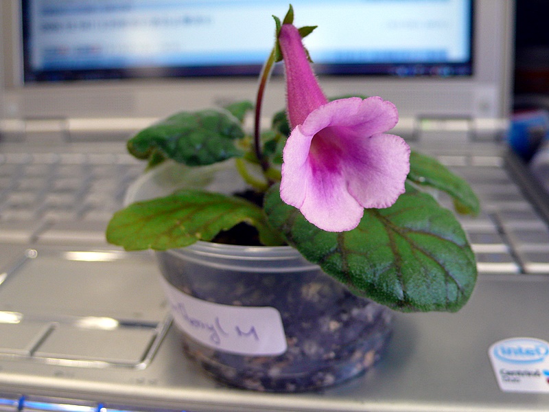 P1070233.JPG