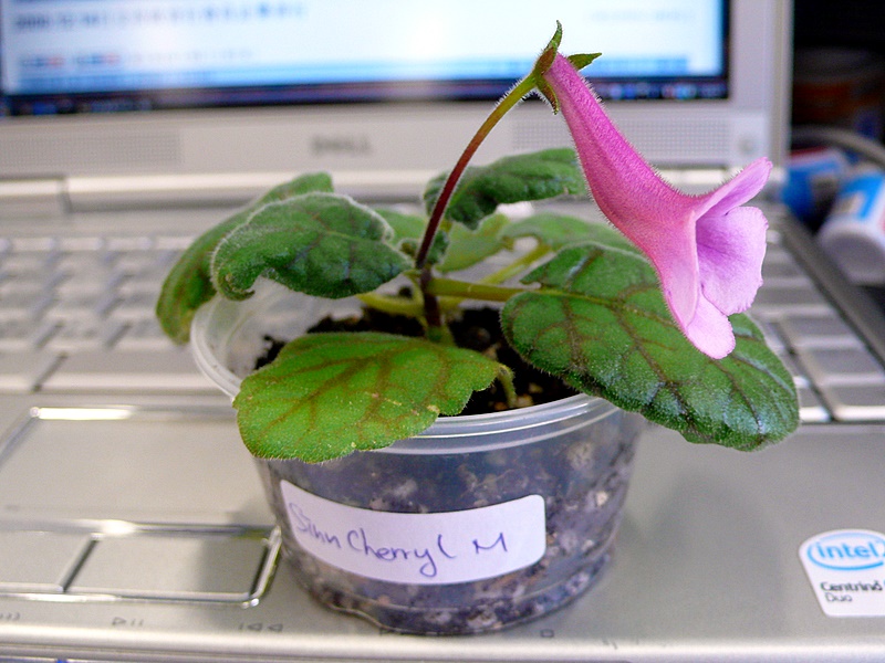 P1070234.JPG